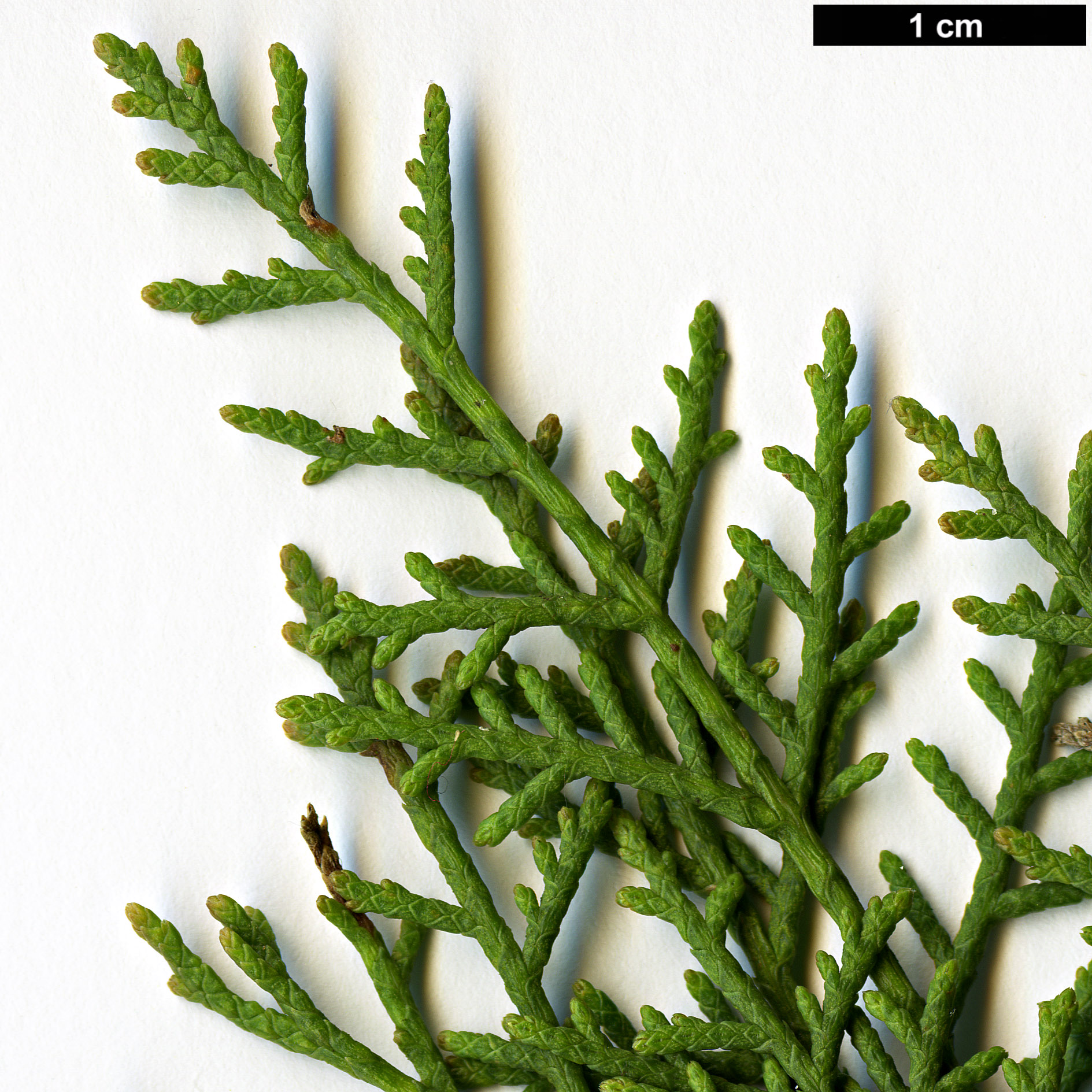 High resolution image: Family: Cupressaceae - Genus: Cupressus - Taxon: dupreziana - SpeciesSub: var. dupreziana